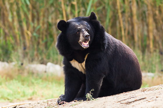 ツキノワグマの実写画像