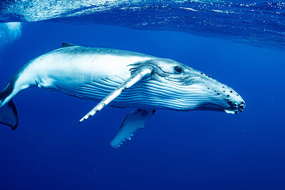 ザトウクジラの実写画像