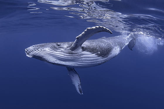 シロナガスクジラの実写画像