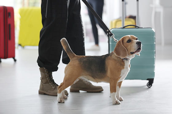 イヌの実写画像