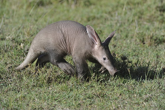 ツチブタの実写画像