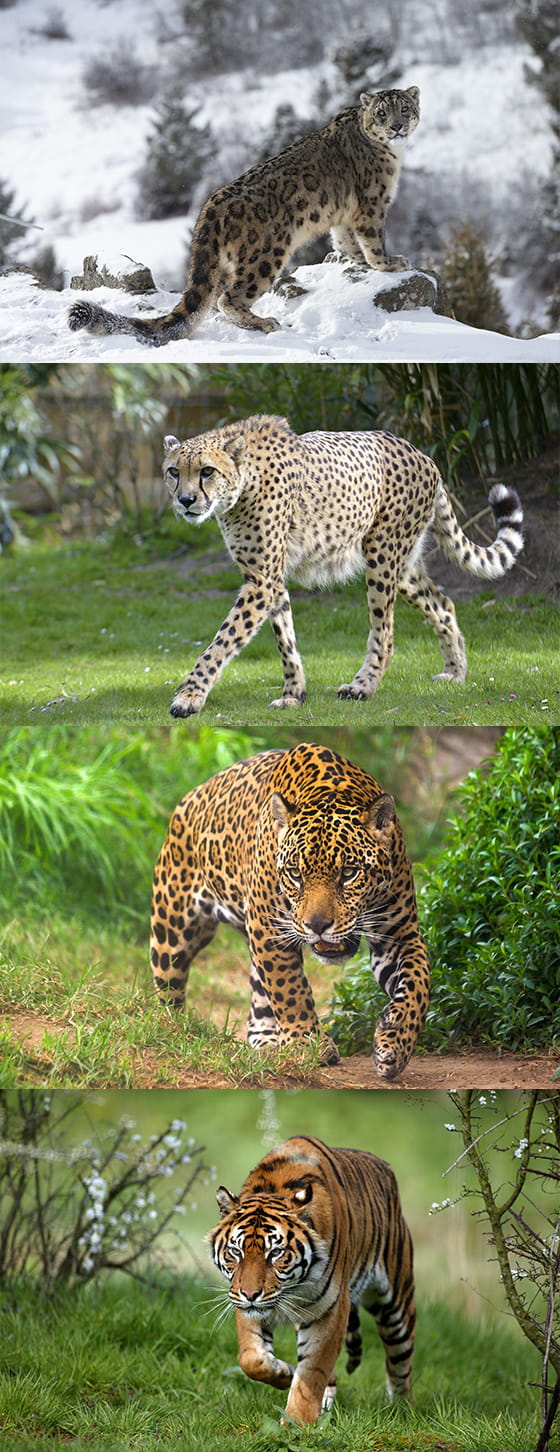 ユキヒョウ、チーター、<br>ジャガー、トラの実写画像