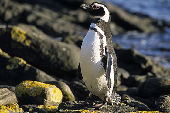 マゼランペンギンの実写画像