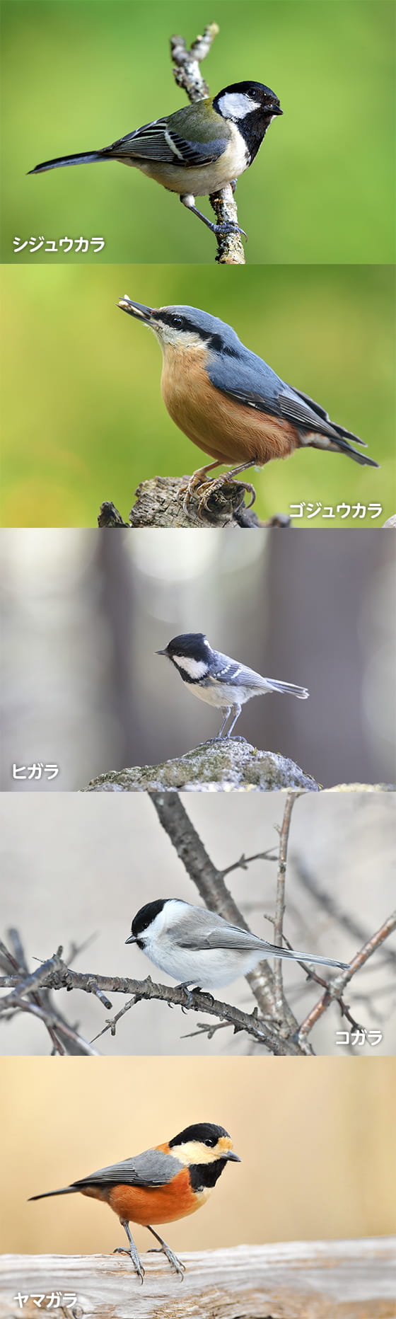 シジュウカラ、ゴジュウカラ、ヒガラ、コガラ、ヤマガラの実写画像