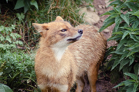 キンイロオオカミの実写画像