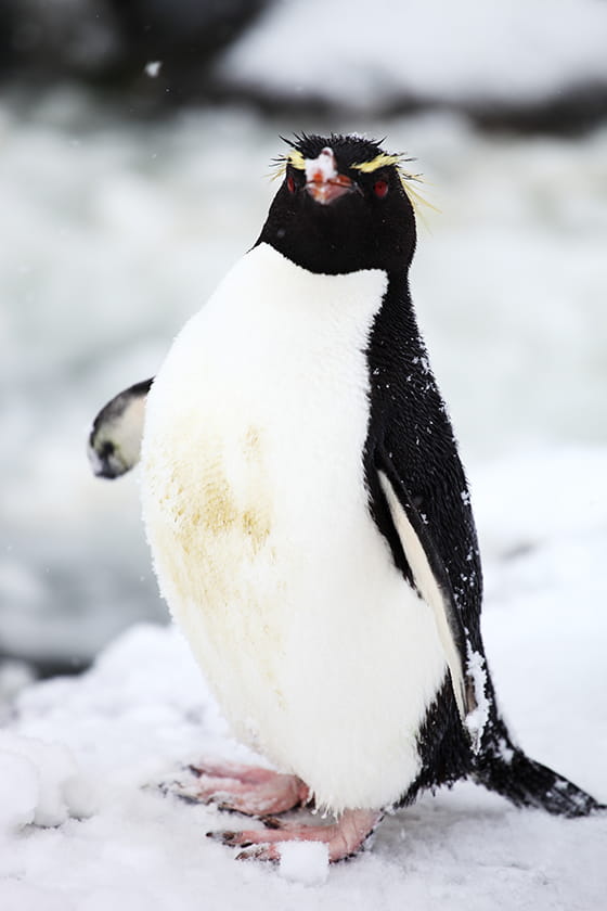 スネアーズペンギンの実写画像