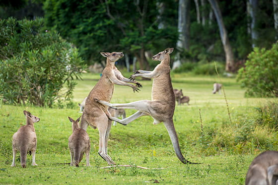 オオカンガルーの実写画像