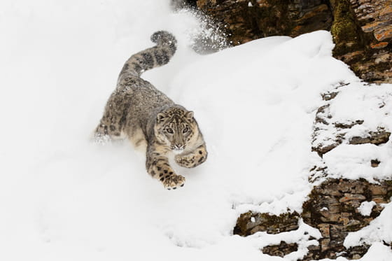 ユキヒョウの実写画像