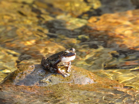 カジカガエルの実写画像