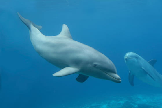 ハンドウイルカの実写画像