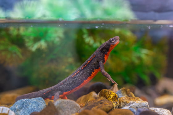 イモリの実写画像