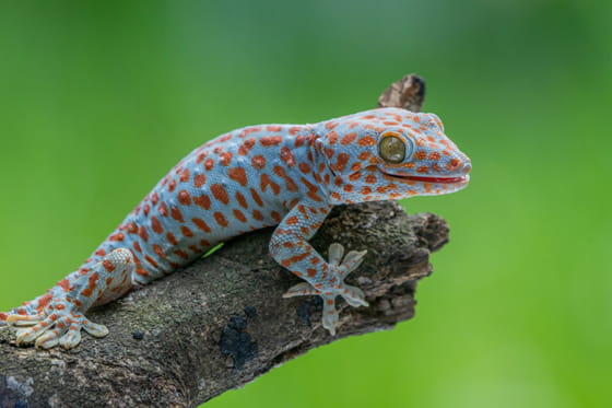 トッケイヤモリの実写画像