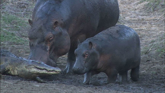 カバの赤ちゃんｖｓワニ ダーウィンが来た みんなのどうぶつえんすいぞくかん