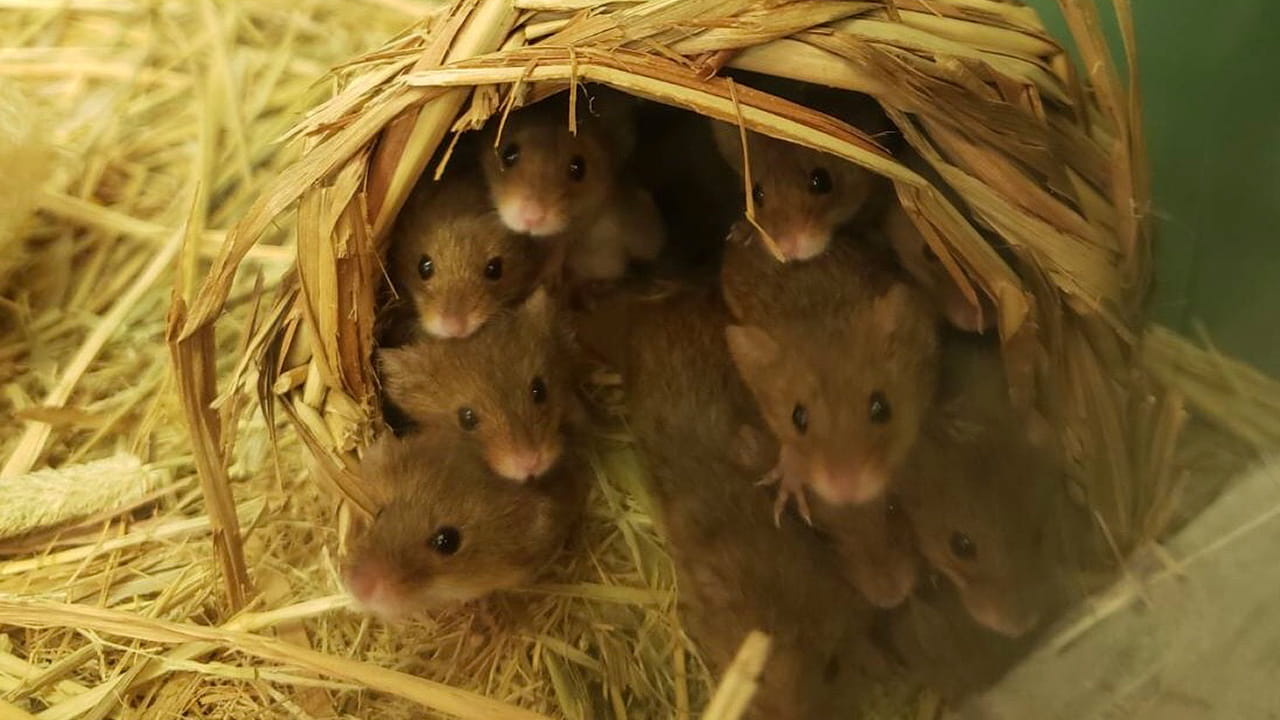 カヤネズミ なし メンバーどうぶつ紹介 ダーウィンが来た みんなのどうぶつえんすいぞくかん