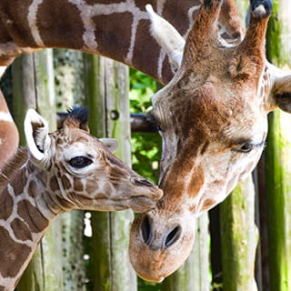 キリンの赤ちゃん ツノが生える寸前の激レア映像 みんなのダーウィン どうぶつえん すいぞくかん