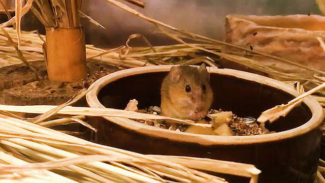 器用でパワフル 日本一ちっちゃいネズミ カヤネズミ ダーウィンが来た みんなのどうぶつえんすいぞくかん