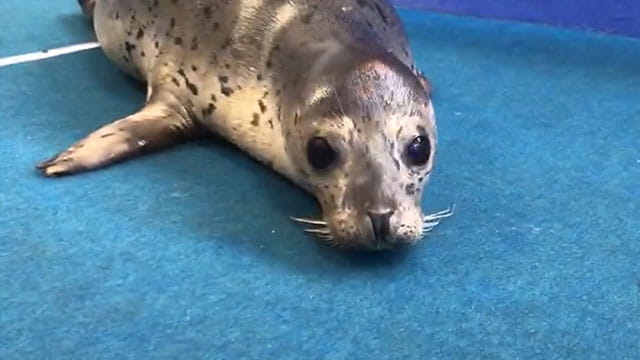 ゴマフアザラシの赤ちゃん 水族館で大暴れ！ | みんなのダーウィン