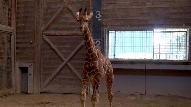 キリンの赤ちゃん ツノが生える寸前の激レア映像 ダーウィンが来た みんなのどうぶつえんすいぞくかん