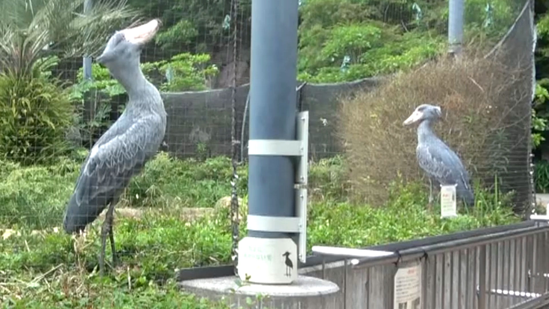 動かない鳥 ハシビロコウ 恋もゆ っくり みんなのダーウィン どうぶつえん すいぞくかん