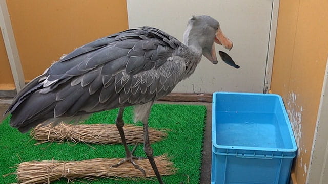 動かない鳥 ハシビロコウ 優雅な朝食タイム おまけ映像有り みんなのダーウィン どうぶつえん すいぞくかん