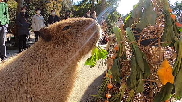 カピバラとクリスマスを祝ってみた ダーウィンが来た みんなのどうぶつえんすいぞくかん