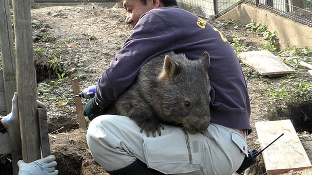 ヒメウォンバット ウォレス モモコ メンバーどうぶつ紹介 みんなのダーウィン どうぶつえん すいぞくかん