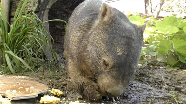 ヒメウォンバット ウォレス モモコ メンバーどうぶつ紹介 みんなのダーウィン どうぶつえん すいぞくかん