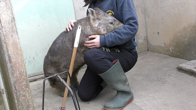 ウォンバット とにかくお膝に乗りたいの みんなのダーウィン どうぶつえん すいぞくかん